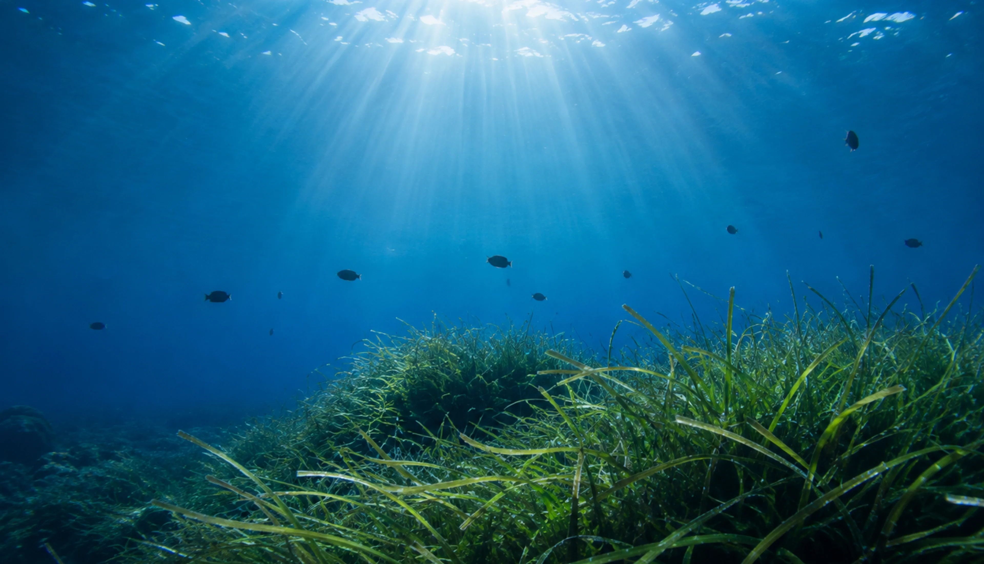 阳光透过水面，海草海藻场在海中蔓延